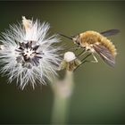 Kleiner Wollschweber 