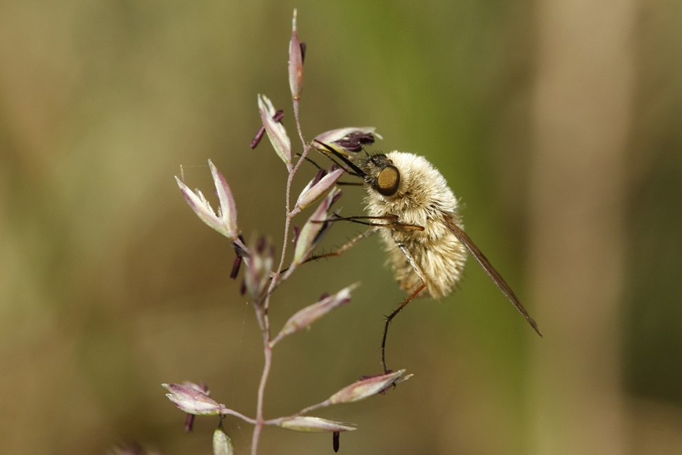 Kleiner Wollschweber (Bombylius minor)