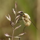 Kleiner Wollschweber (Bombylius minor)