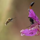 Kleiner Wollschweber (Bombylius minor) und Sandwespe