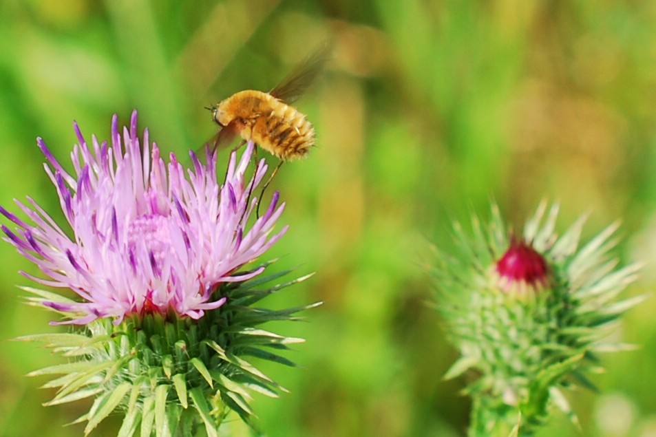 kleiner Wollschweber mit Acker-Kratzdistel