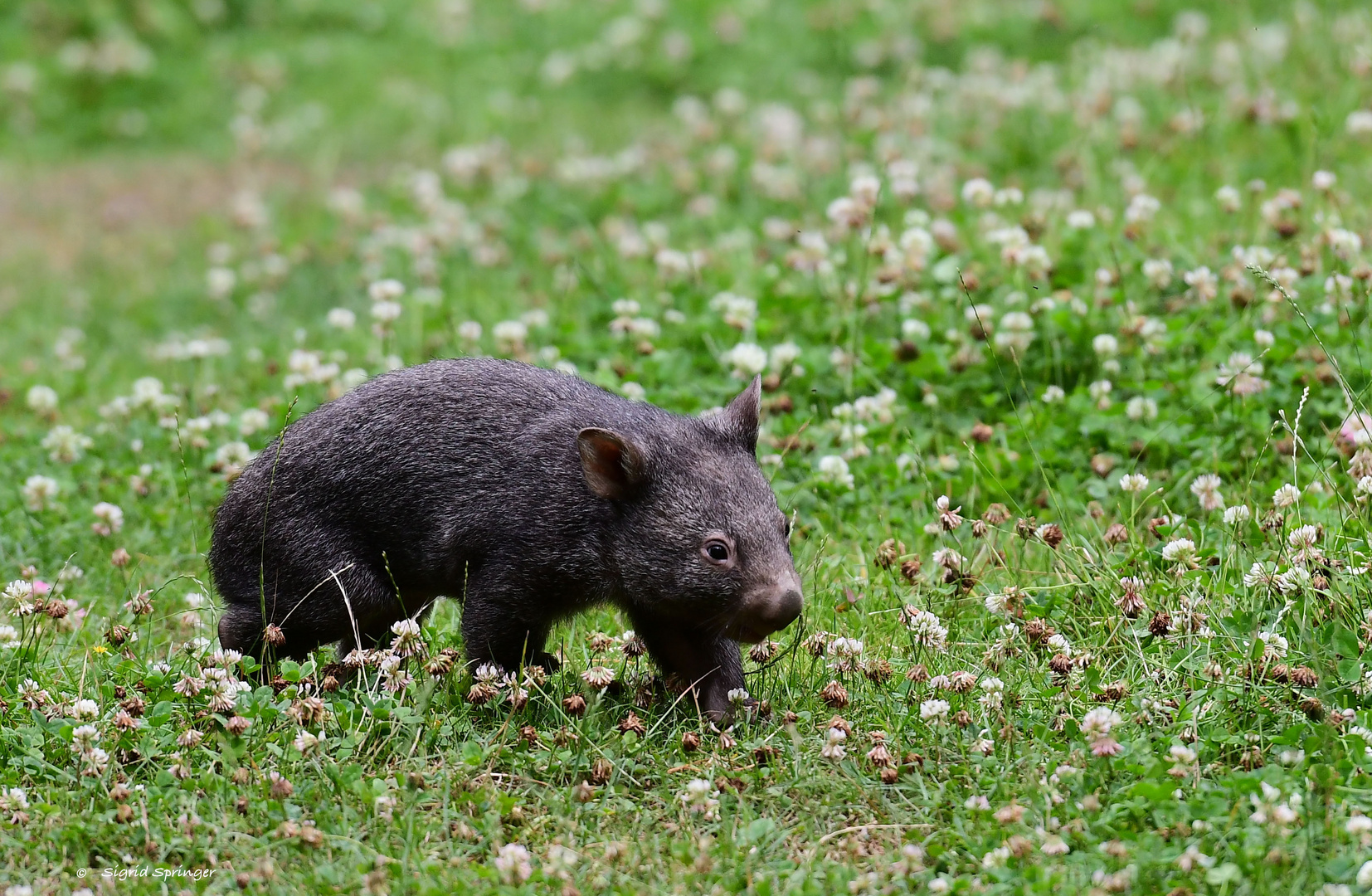 kleiner Wombat Apari hatte Auslauf