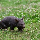 kleiner Wombat Apari hatte Auslauf