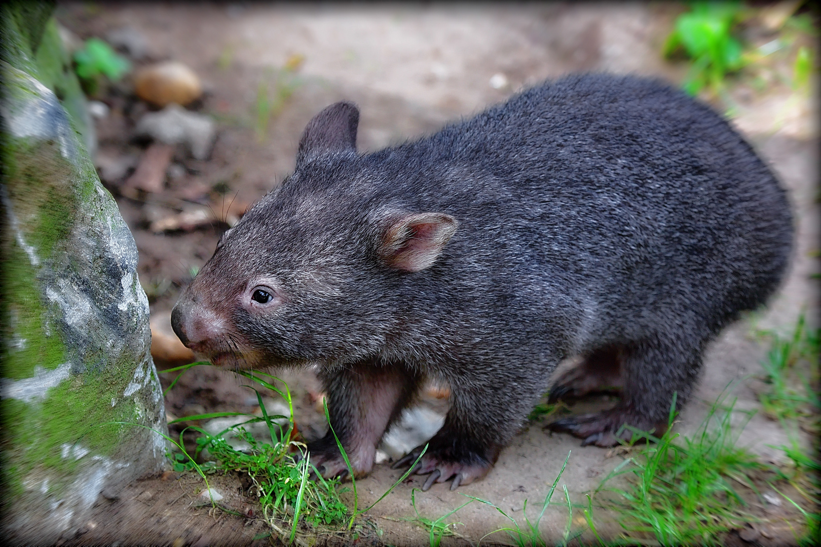 Kleiner Wombat erkundet seine Welt