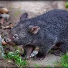 Kleiner Wombat erkundet seine Welt