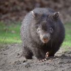 kleiner Wombat im Anmarsch.....