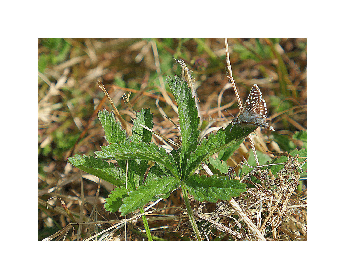 Kleiner Würfel-Dickkopffalter