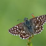 Kleiner Würfel-Dickkopffalter