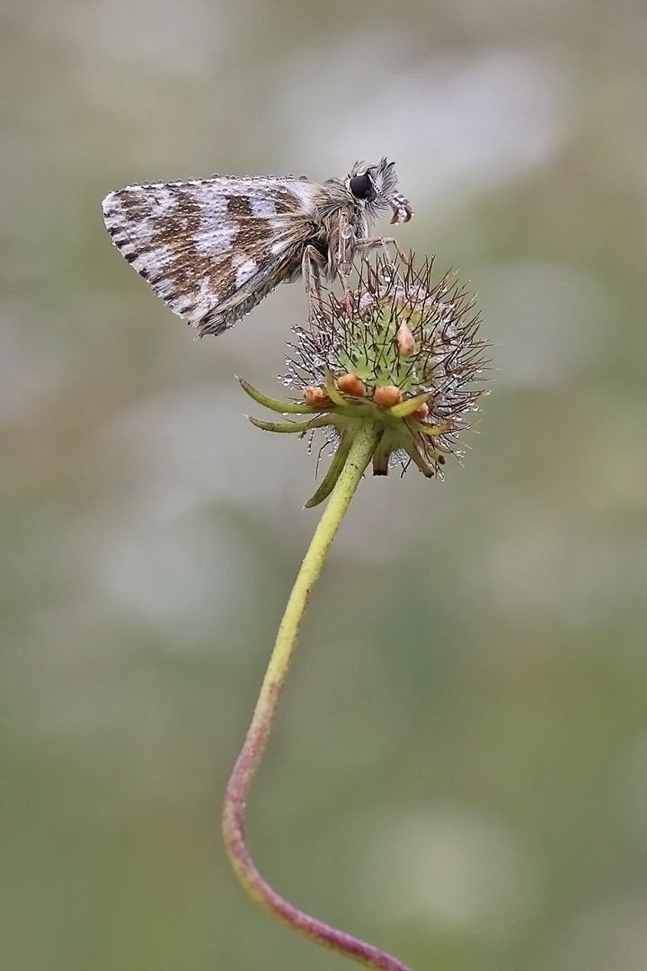 Kleiner Würfel-Dickkopffalter