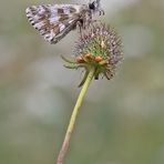 Kleiner Würfel-Dickkopffalter