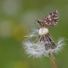 Kleiner Würfel-Dickkopffalter