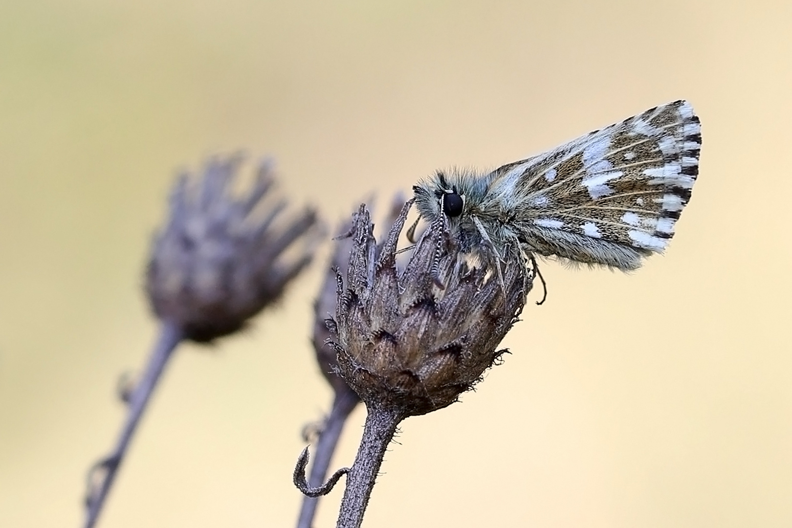 Kleiner-Würfel-Dickkopffalter 