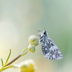 Kleiner Würfel-Dickkopffalter