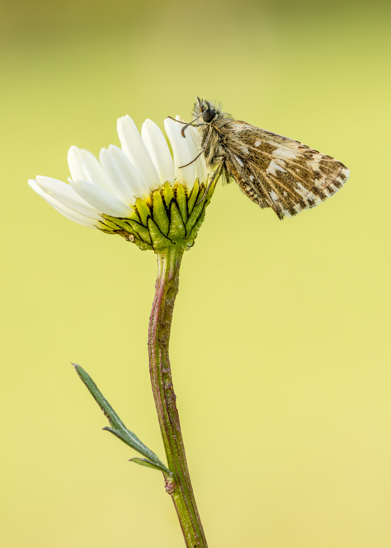 Kleiner Würfel-Dickkopffalter auf Margerite