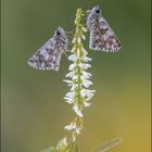 Kleiner Würfel-Dickkopffalter 