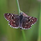 Kleiner Würfel-Dickkopffalter oder Malven-Würfelfleck (Pyrgus malvae)