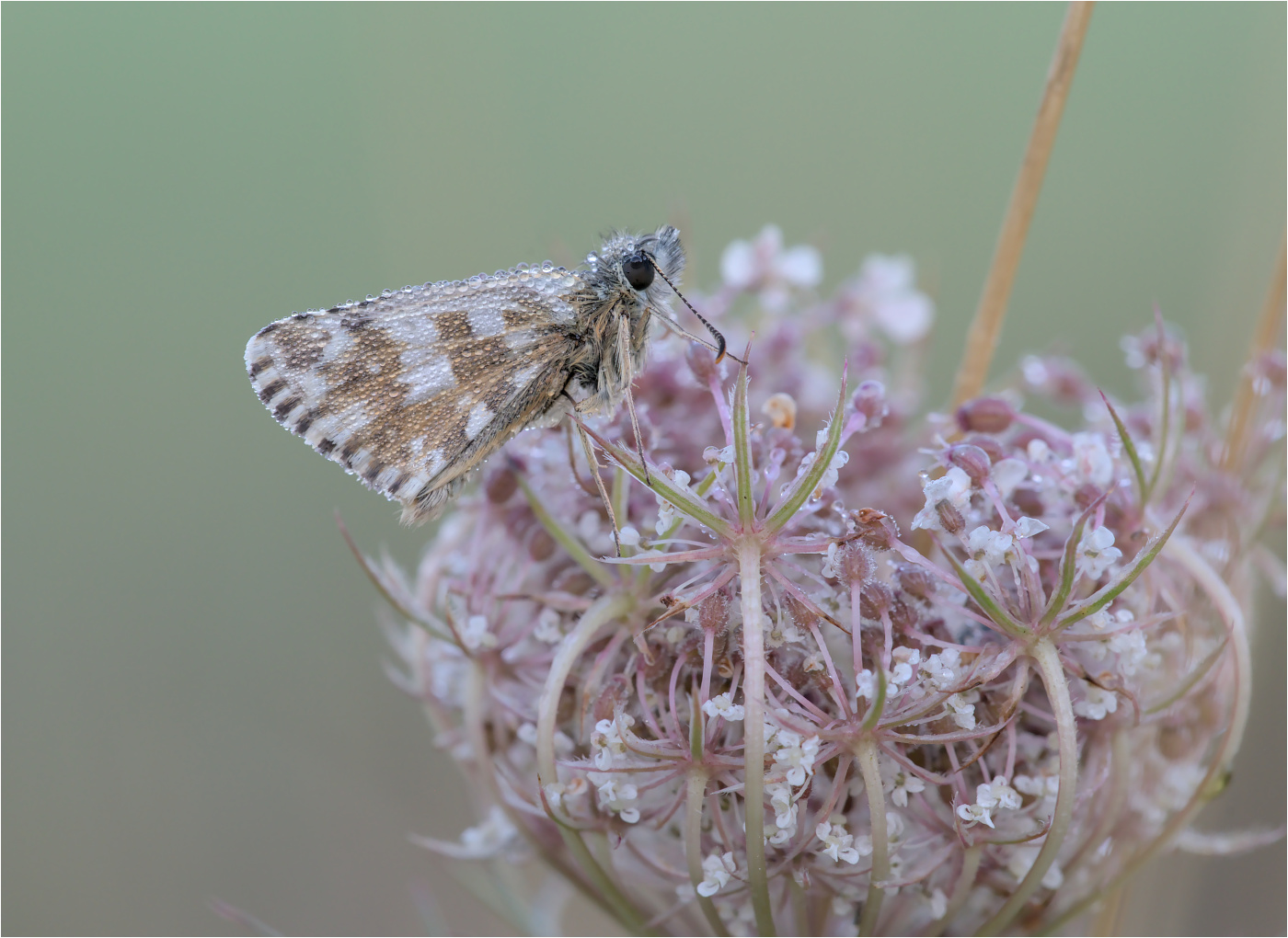 Kleiner Würfel-Dickkopffalter (Pyrgus malvae)