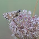 Kleiner Würfel-Dickkopffalter (Pyrgus malvae)