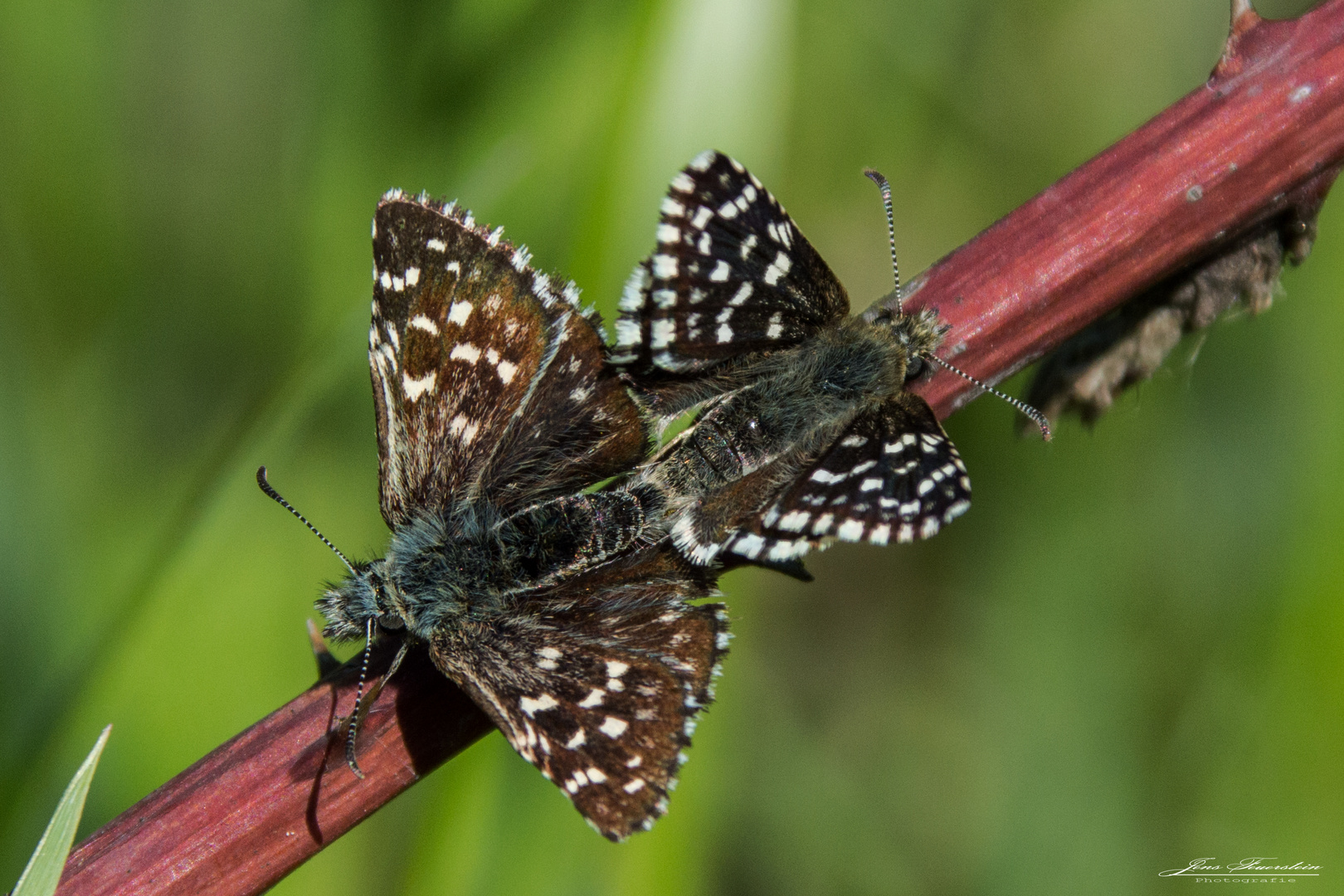 Kleiner Würfel-Dickkopffalter (Pyrgus malvae)