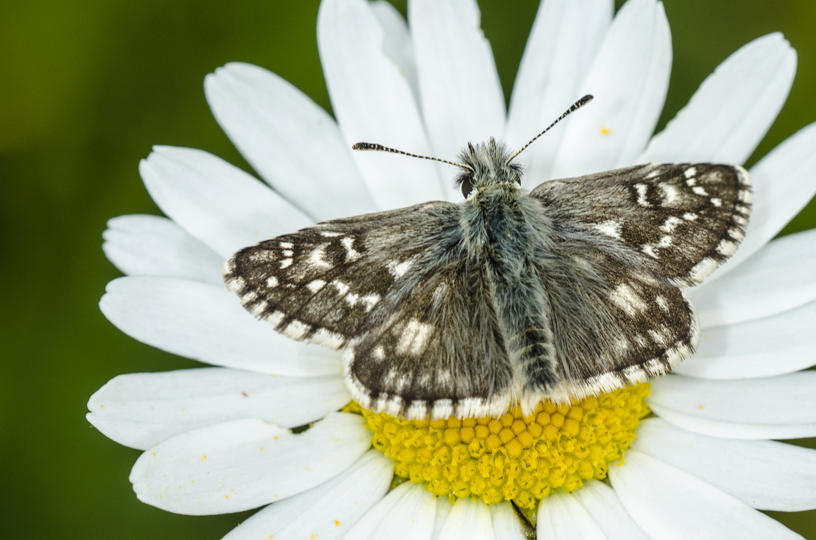 Kleiner Würfel-Dickkopffalter (Pyrgus malvae)