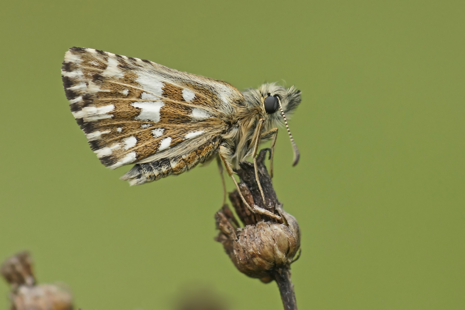 Kleiner Würfel-Dickkopffalter (Pyrgus malvae)