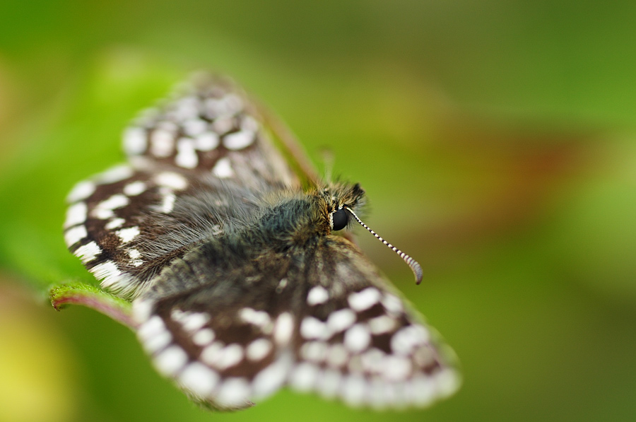 Kleiner Würfel-Dickkopffalter (Pyrgus malvae)