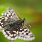 Kleiner Würfel-Dickkopffalter (Pyrgus malvae)