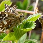 Kleiner Würfel-Dickkopffalter - Unterseite