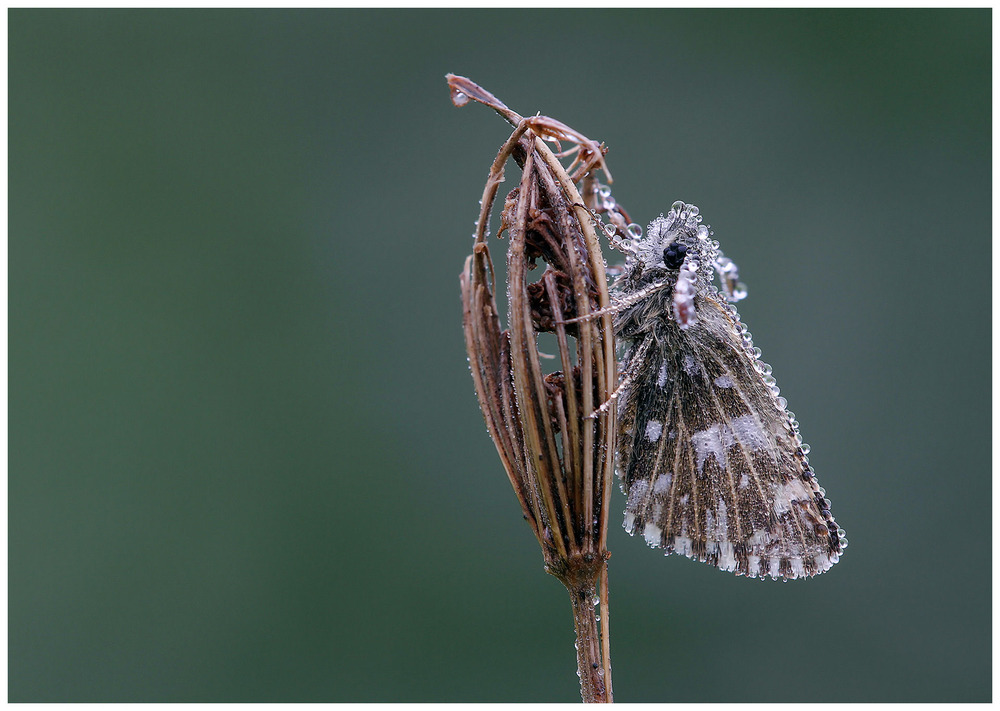 Kleiner Würfeldickkopf im Perlenkleid (Pyrgus malvae) Dickkopffalter