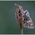 Kleiner Würfeldickkopf im Perlenkleid (Pyrgus malvae) Dickkopffalter