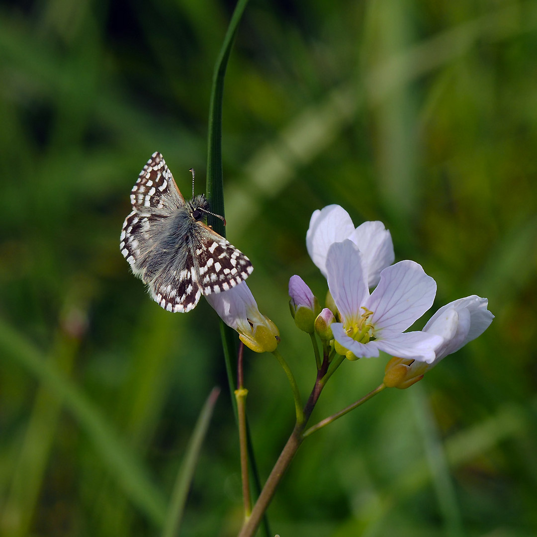 Kleiner Würfeldickkopf (Pyrgus malvae)