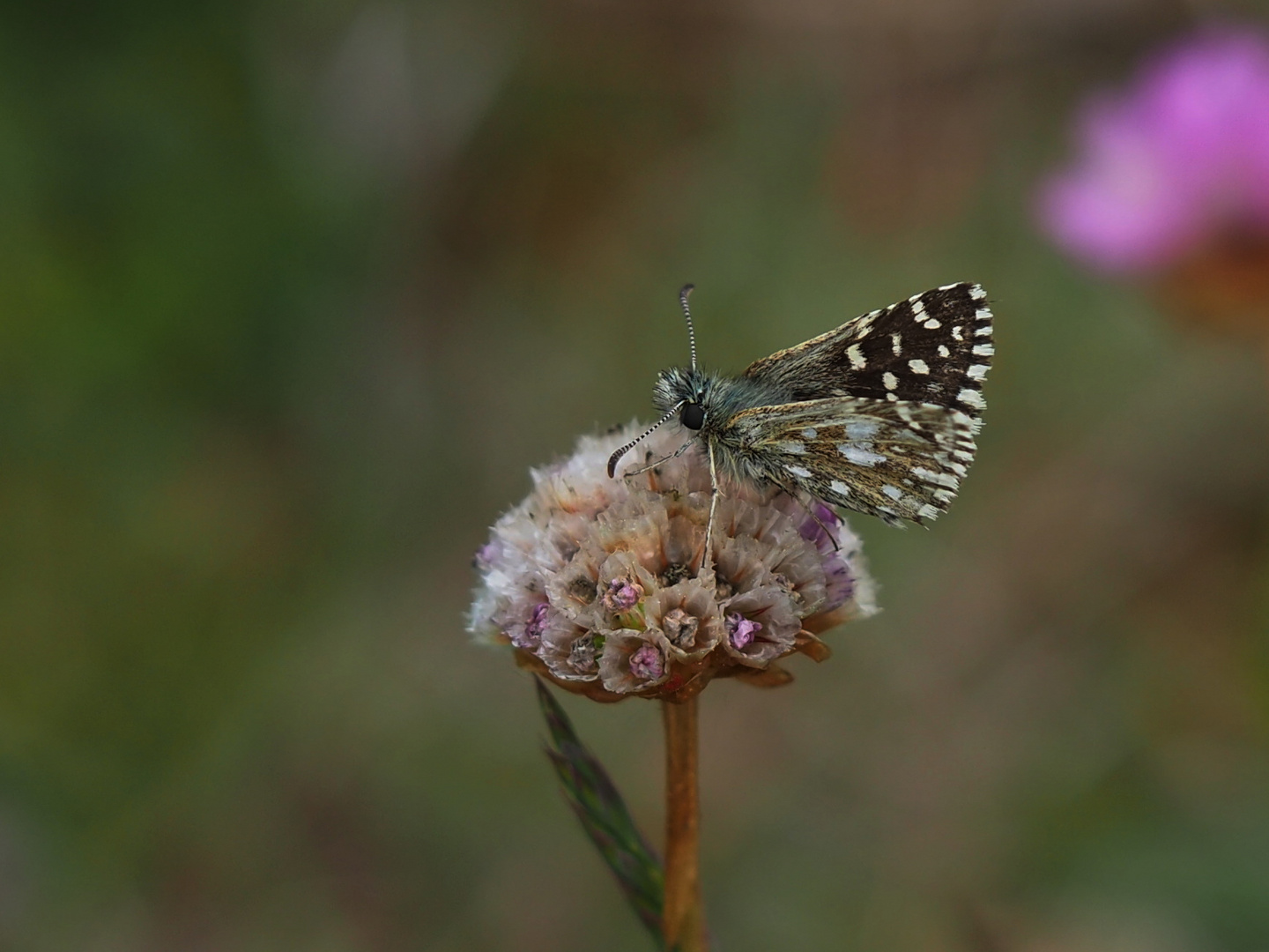 Kleiner Würfeldickkopf (Pyrgus malvae) auf Grasnelke