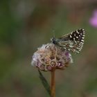 Kleiner Würfeldickkopf (Pyrgus malvae) auf Grasnelke