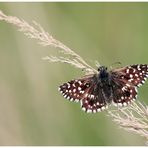 Kleiner Würfeldickkopf (Pyrgus malvae) Dickkopffalter