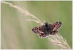 Kleiner Würfeldickkopf (Pyrgus malvae) Dickkopffalter