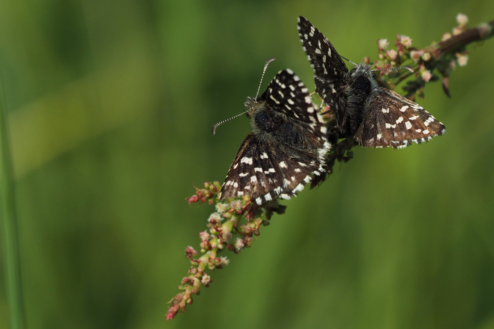 Kleiner Würfeldickkopffalter Paarung (Pyrgus malvae)