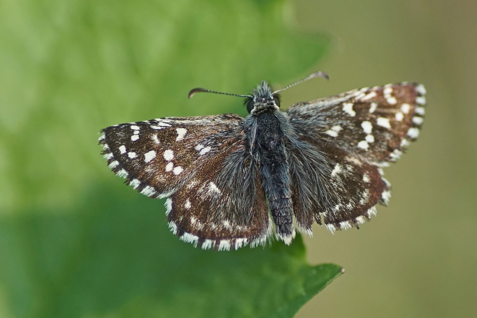 Kleiner Würfelfleck-Dickkopffalter (Pyrgus malvae)