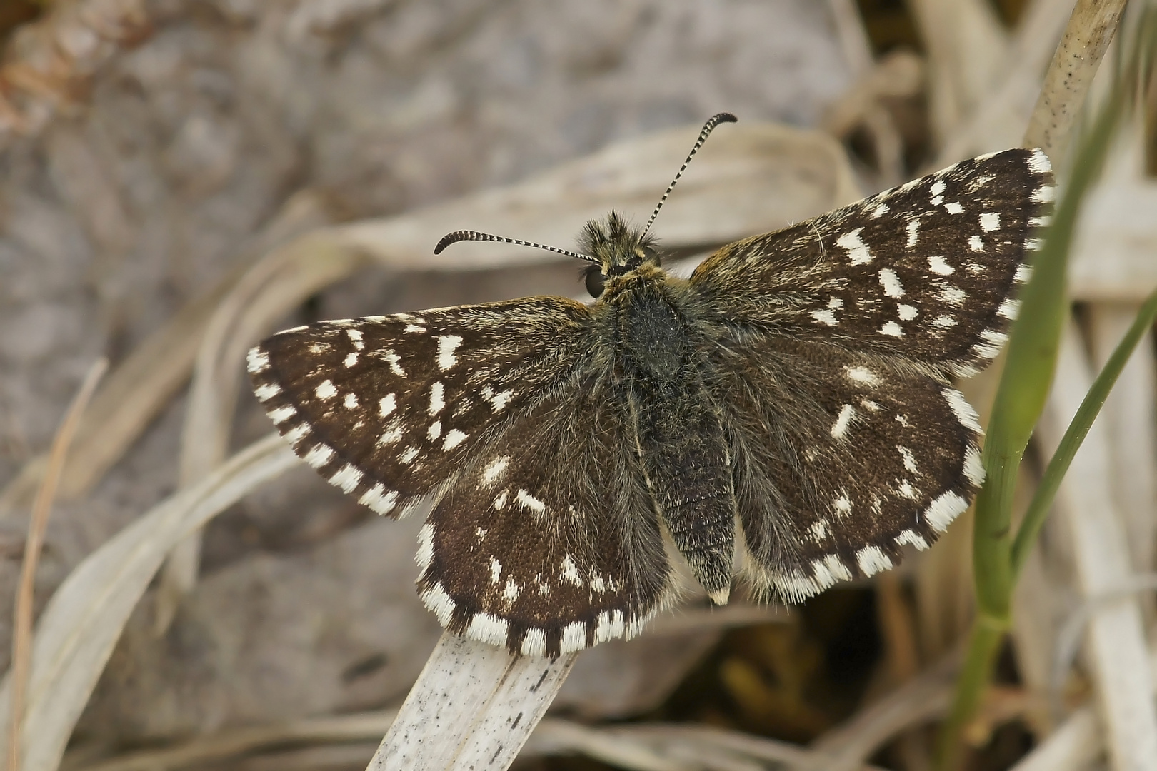 Kleiner Würfelfleck-Dickkopffalter (Pyrgus malvae), Weibchen