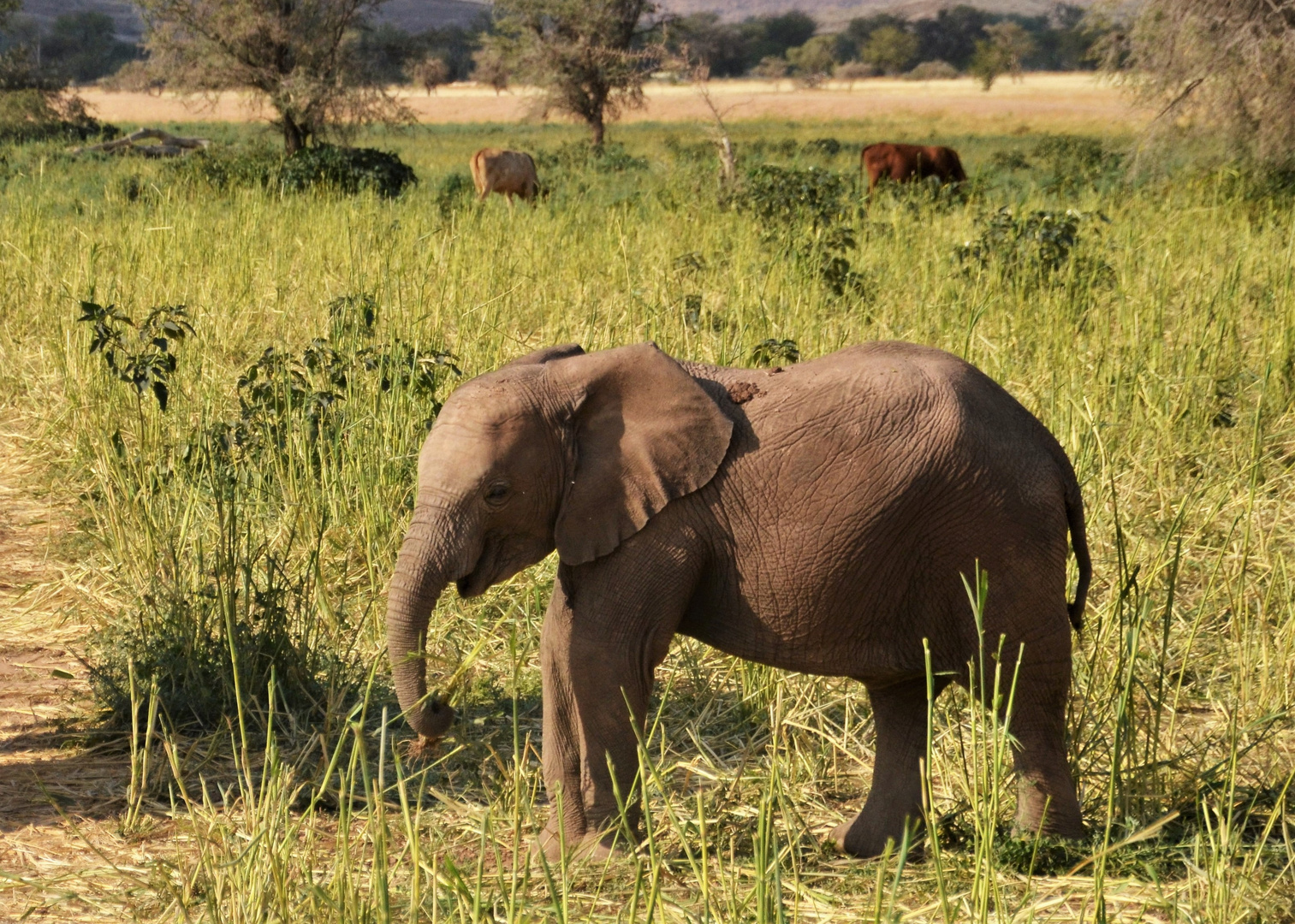 Kleiner Wüstenelefant