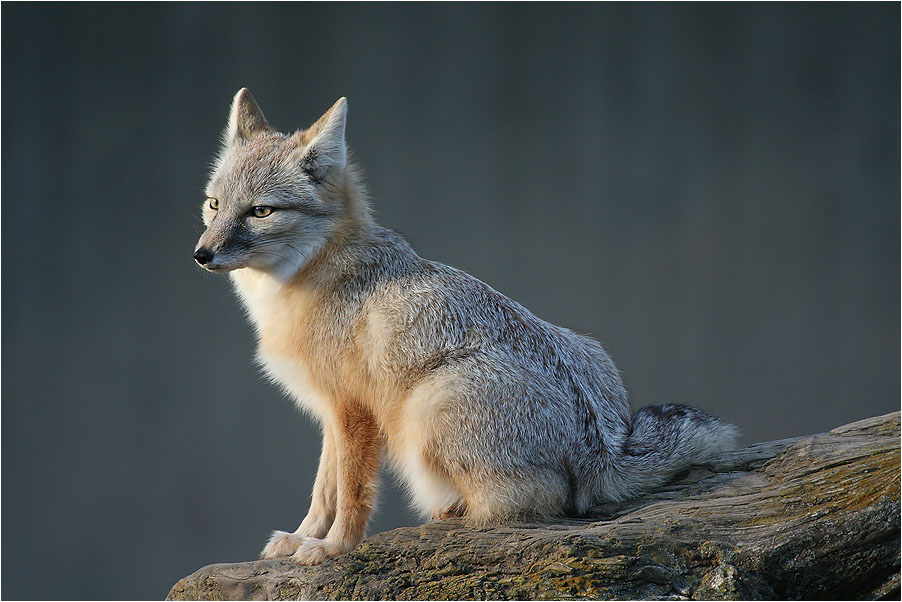 Kleiner Wüstenfuchs