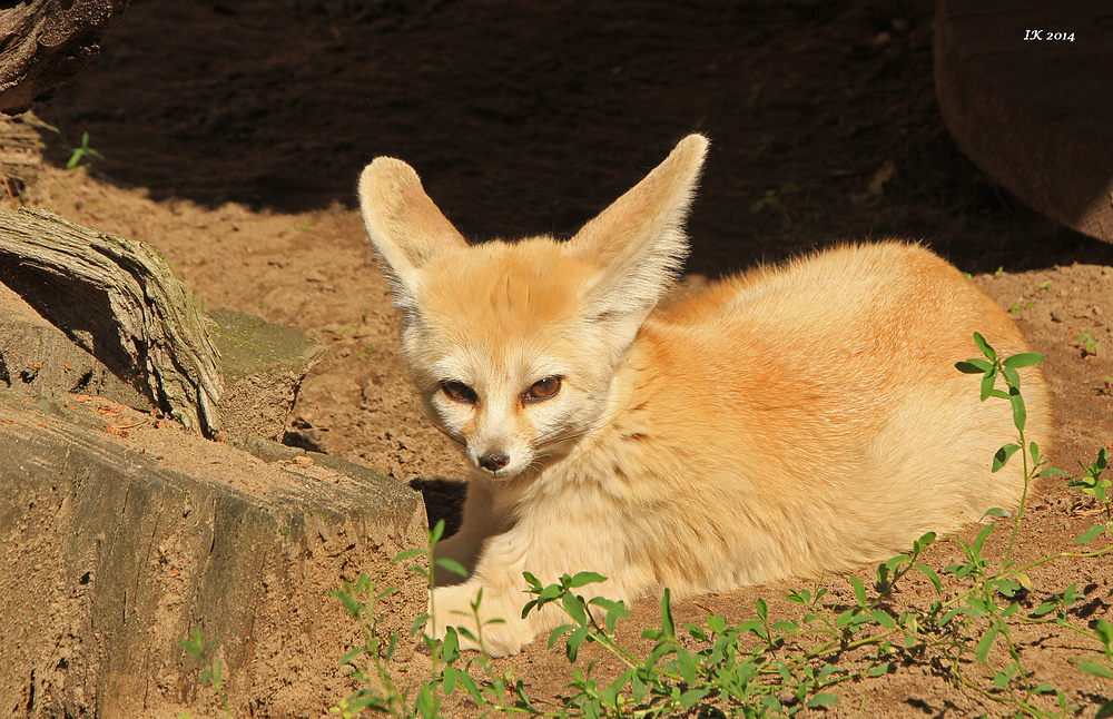 kleiner Wüstenfuchs