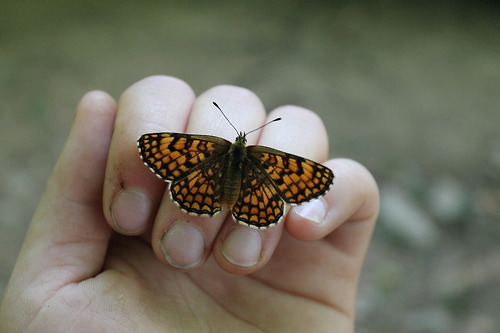 Kleiner, wunderschöner Schmetterling