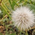 Kleiner Wuschelkopf / Piccola testa dai capelli crespi