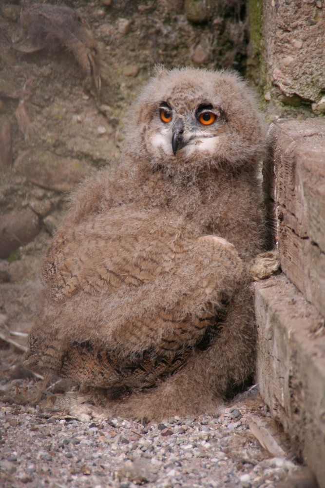 Kleiner wuschliger Baby-Turkmenen-Uhu