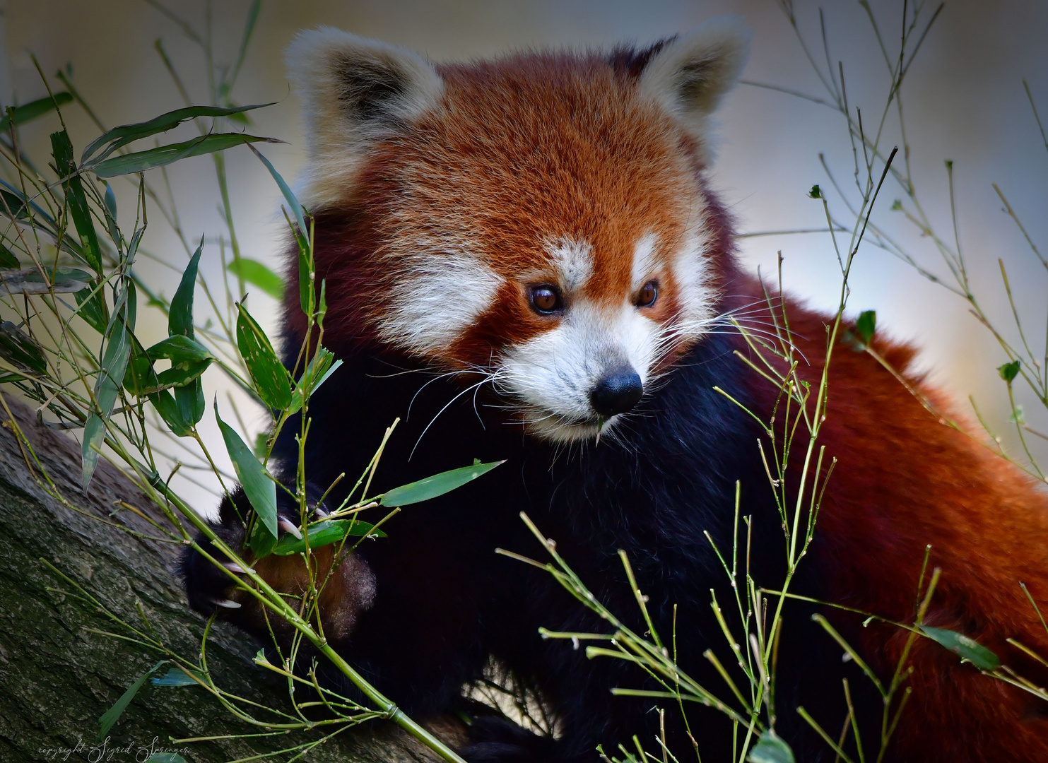 kleiner Yang Foto & Bild natur, tiere, katzenbär Bilder auf
