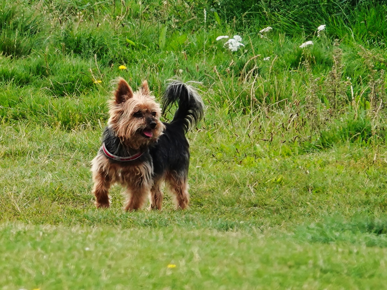 Kleiner Yorkshire Terrier 