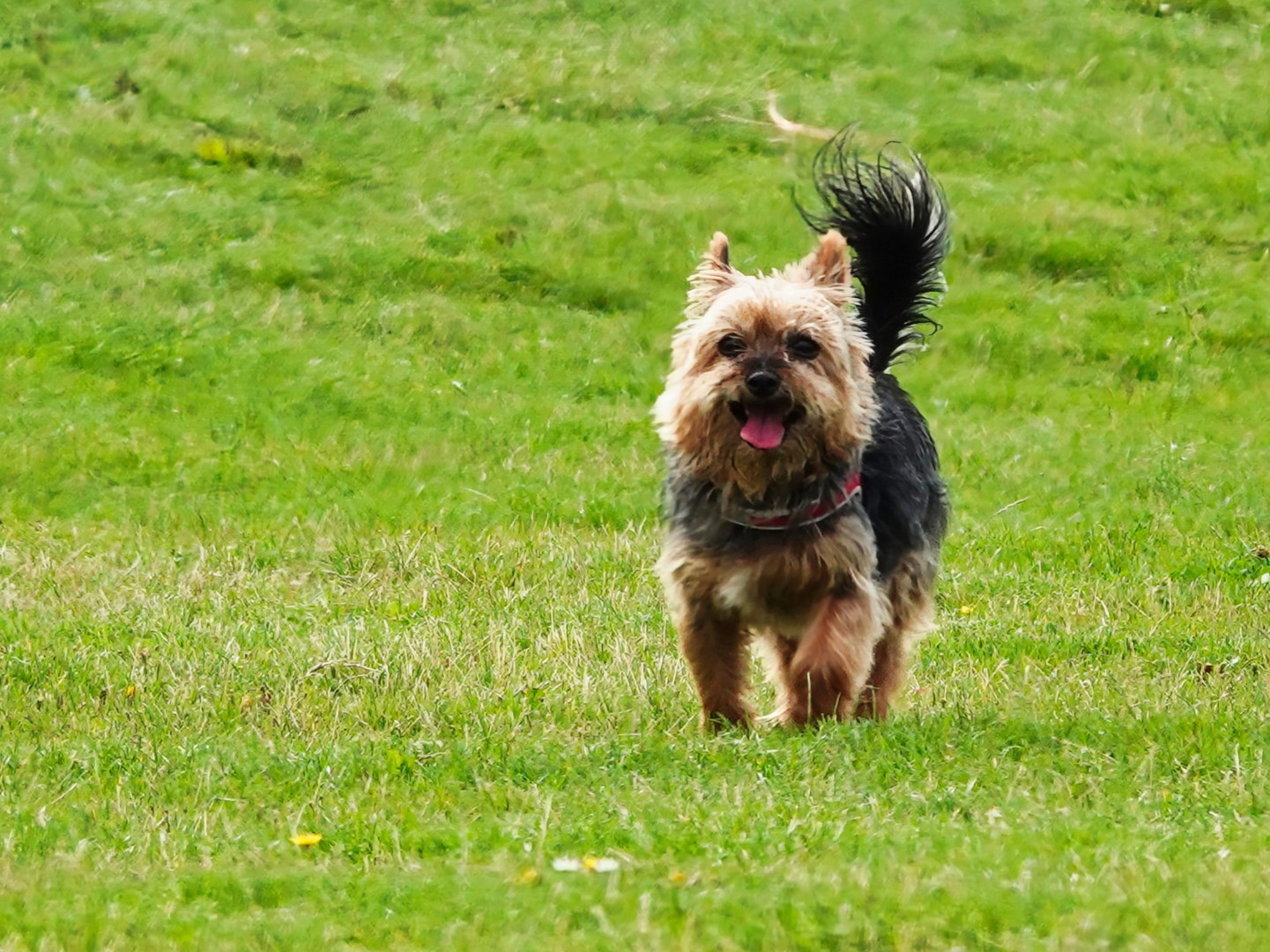 Kleiner Yorkshire Terrier 