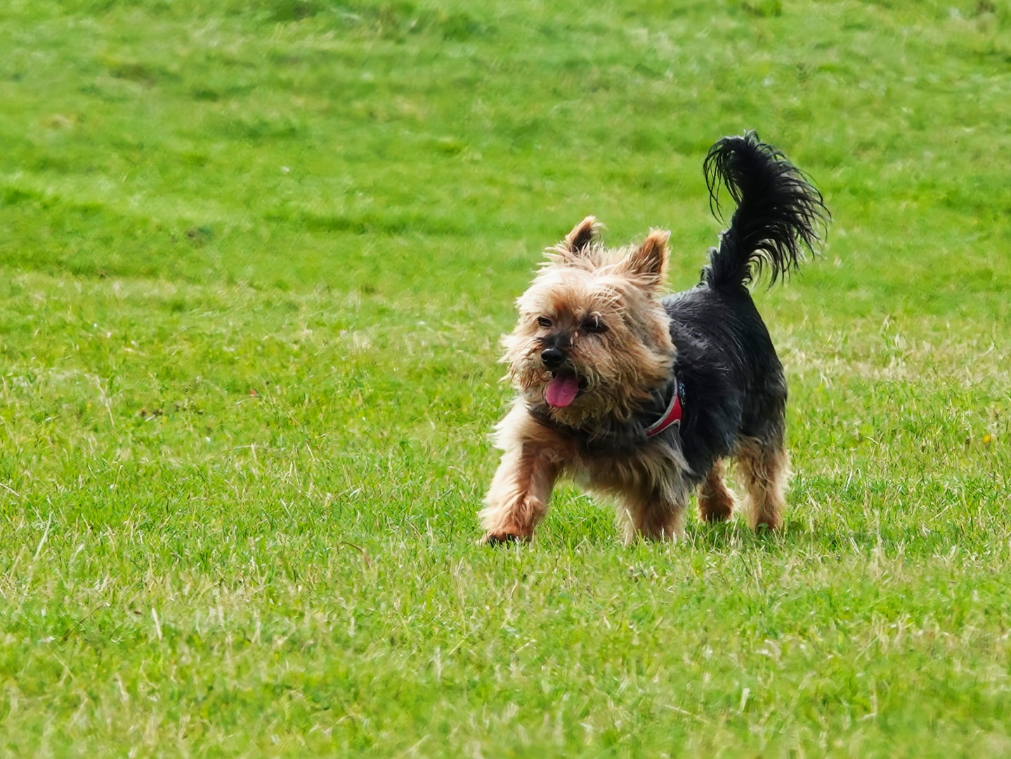 Kleiner Yorkshire Terrier 