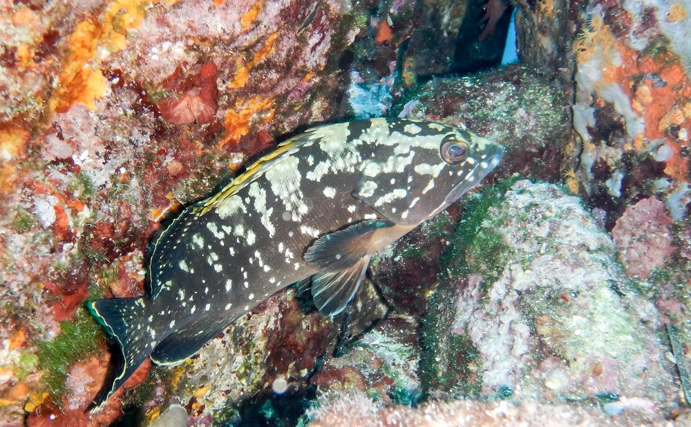 Kleiner Zackenbarsch im Mittelmeer (S-Frankreich)