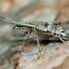 Kleiner Zangenbock ( Rhagium inguisitor) Länge: 10-21 mm